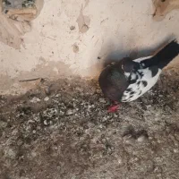 کفتر چپ ماده وسینه سیاه نر|پرنده|مشهد, نوید|دیوار