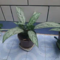 تعدادی گل طبیعی|گل و گیاه طبیعی|یاسوج, |دیوار