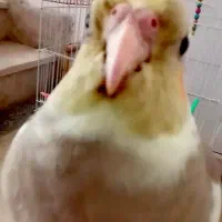 پرنده