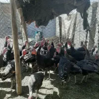 مقداری بوقلمون نر و ماده