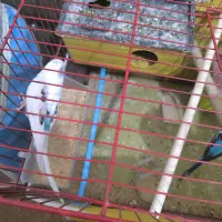 پرنده|پرنده|شیراز, کوشک میدان|دیوار