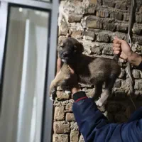 واگذاری|سگ|گرگان, |دیوار