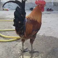 خروس