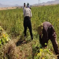 یه اکیب 15نفر دارم برا کار|خدمات باغبانی و درختکاری|دهگلان, |دیوار