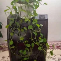 گل های آپارتمانی|گل و گیاه طبیعی|سردشت, |دیوار