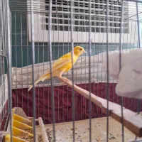 قناری نرطلایی بخون