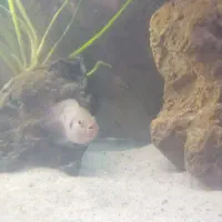 ماهی سیچلاید|ماهی|خوی, |دیوار