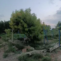 باغچه الوان و دامداری|فروش زمین و ملک کلنگی|نوشین شهر, |دیوار