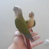 جوجه گیرینچک تازه دون خور شده رام