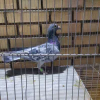 کبوتر|پرنده|یزد, |دیوار