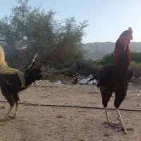 فروش دوعددخروس لاری