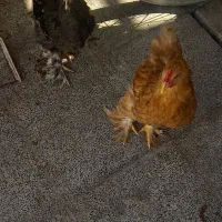 تعدادی خروس برهما به فروش میرسد