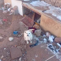 سگ پا کوتاه ماده