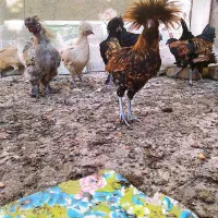 مرغ و خروس زینتی ابریشمی لهستانی ایام سمانی|حیوانات مزرعه|سبزوار, فرهنگیان|دیوار