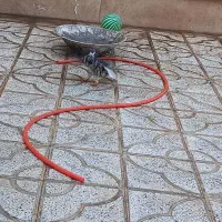 کبوتر