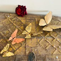 پروانه ۴ تایی