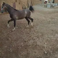 کره اسب کرد|اسب و تجهیزات اسب‌سواری|ری, علایین|دیوار