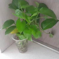 گل پتو وموسی