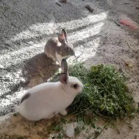 خرگوش ناز وخوشگل واگذار میشود