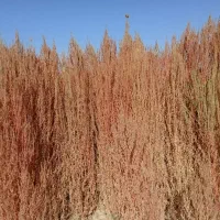 جارو شهرداری خشک|لوازم نظافت|پیر بکران, |دیوار