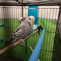 مرغ عشق مولد