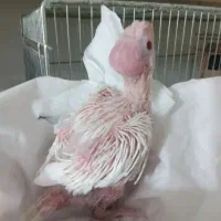 جوجه عروس هلندی  (آلبینو )|پرنده|اصفهان, سرچشمه|دیوار