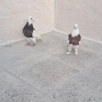 جوجه طوقی
