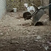 سگ نر ۱۰ماهه داگو آرژانتینیو