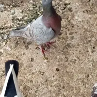 کبوترمسافتی