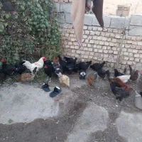 فروش مرغ محلی تخم گذار