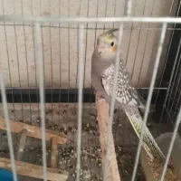 عروس هلندی|پرنده|شیراز, گلکوب|دیوار