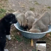 توله سگ رایگان