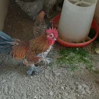 تخم نطفه دار نژاد سابیل پوت|حیوانات مزرعه|تبریز, |دیوار