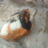 بره بیگ بز میش|حیوانات مزرعه|اندیکا, |دیوار