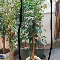 درخت نارنج و پرتقال|گل و گیاه طبیعی|تهران, نظام‌آباد|دیوار