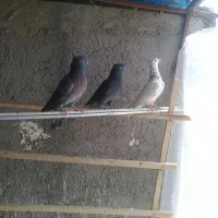 کبوترپرشی