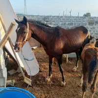 اسب عرب عبیان