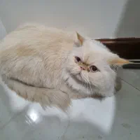 گربه پرشین فلت نر عقیم شده