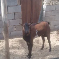 ۳عدد بز صلاله