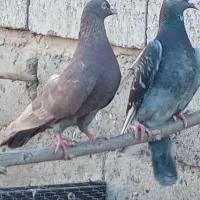 پلاکی مسافتی|پرنده|کهنوج, |دیوار