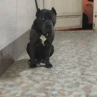 توله کن کورسو بلو|سگ|شهریار, شهریار|دیوار