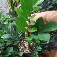 گل شاداب وپاجوش دار