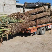 ارسال پالم نخل فقط یک دهم بدون واسطه|کلکسیون اشیاء عتیقه|نور, |دیوار