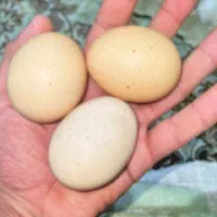 تخم مرغ محلی