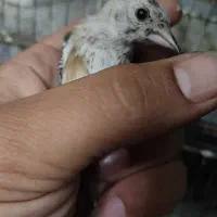 سهره رسمی و دورگ|پرنده|مشهد, رضاشهر|دیوار