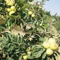 باغ شهری 1500متری واقع در بیضاء