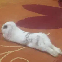 فروش خرگوش نر لوپ هلندی بدلیل کمبود جا