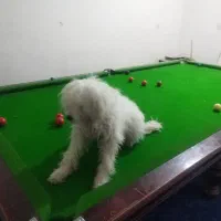 سگ  تربیت شده|سگ|اهواز, فرهنگ شهر|دیوار