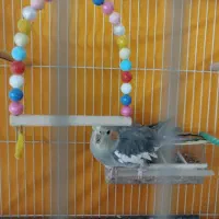 جوجه عروس هلندی نر