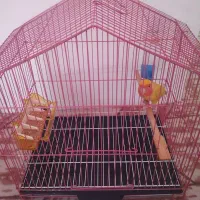 کوتوله برزیلی دره شهر|پرنده|دره شهر, |دیوار